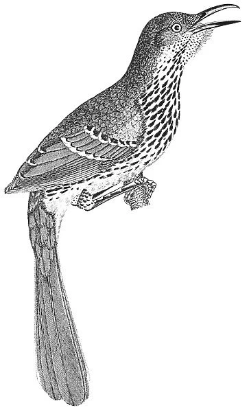 BROWN THRASHER. Toxostoma rufum. Line engraving from Alexander Wilsons American Ornithology, 1808-1814