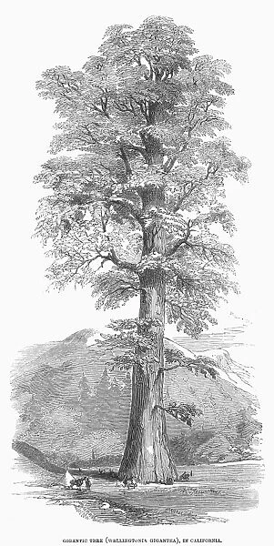 CALIFORNIA: GIGANTIC TREE. Wellingtonia gigantea. Wood engraving, 1854