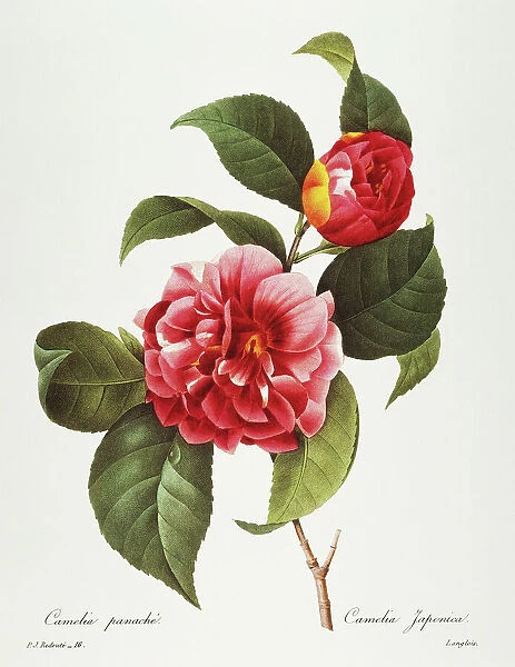 CAMELLIA, 1833. Red camellia (Camelia japonica). Engraving after a painting by Pierre-Joseph Redout