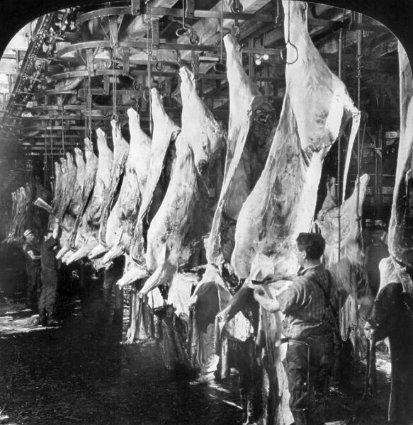 CHICAGO: MEATPACKING. Factory workers dropping hides and splitting chucks in the
