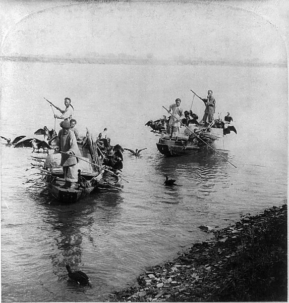 CHINA: FISHING, s1901. Chinese men fishing with trained cormorants in the Grand Canal of Soo-chow