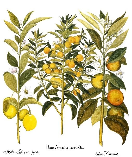 Citron (Citrus medica); Seville orange (Citrus aurantium) and orange (citrus aurantium): engraving for Basilius Beslers Florilegium, printed in Nuremberg in 1613