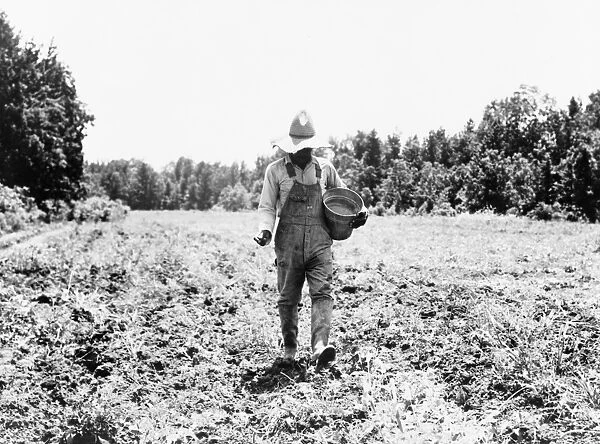 COOPERATIVE FARM, 1937. A former sharecropper planting corn on the Mississippi