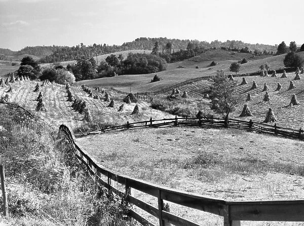 CORN FIELD, 1940. Corn shocks and fences on a farm near Marion, Virginia
