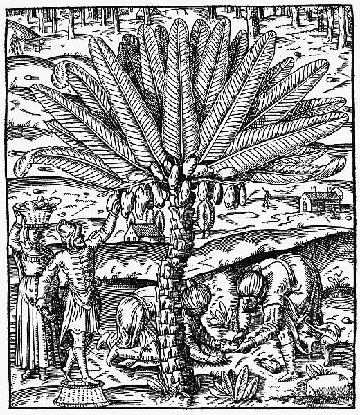 DATE PALM, 1575. Woodcut from Andre Tevets La cosmographie universelle, Paris, 1575