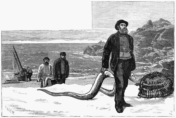 EEL FISHING, 1883. Fishermen landing on the coast of England with their catch of conger eels