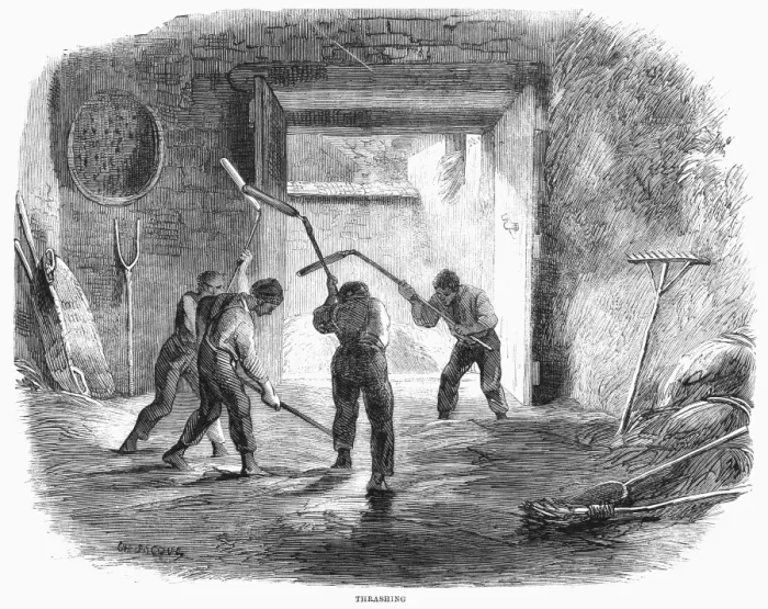 Framed Print : Farming Print: Threshing Wheat with Hand Flails, 1859 Wood Engraving