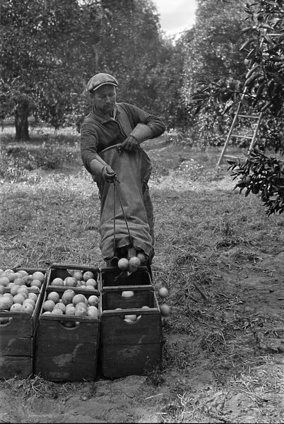 FLORIDA: ORANGE PICKING. A man picking oranges in Polk County, Florida