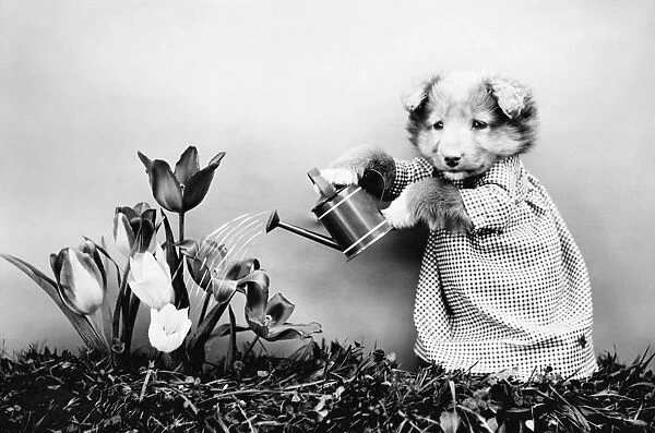 FREES: DOG, c1914. Watering the flowers. Photograph by Harry Whittier Frees, c1914