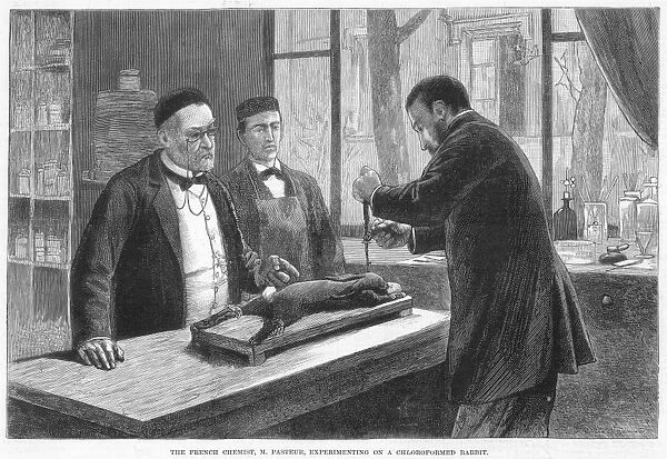 French chemist and microbiologist. Pasteur experimenting on a chloroformed rabbit. Wood engraving, American, 1885