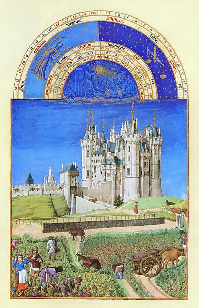 The grape harvest at the Chateau de Saumur (Loire Valley, France) in September. Illumination from the 15th century manuscript of the Tres Riches Heures of Jean, Duke of Berry