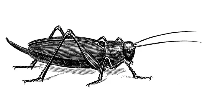 Framed Print : Grasshopper Line Engraving Print Framed Print : Grasshopper Line Engraving Print