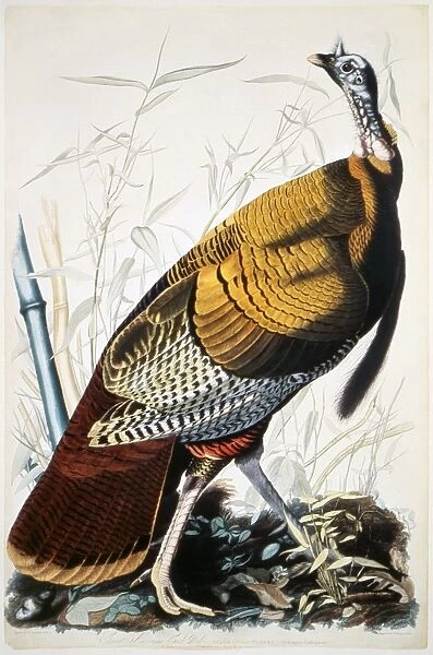 GREAT AMERICAN TURKEY cock, by John James Audubon