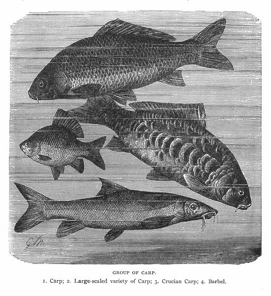 A GROUP OF CARP. Common carp (Cyprinus carpo), large-scaled variety of carp, Crucian Carp, and Barbel Carp (Cyprinus barbus). Wood engraving, 19th century