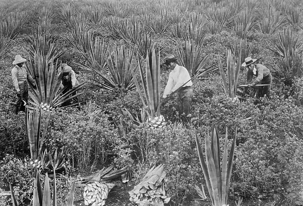 HAWAII: JAPANESE FARMERS. Japanese farmers working on a sisal plantation in Hawaii
