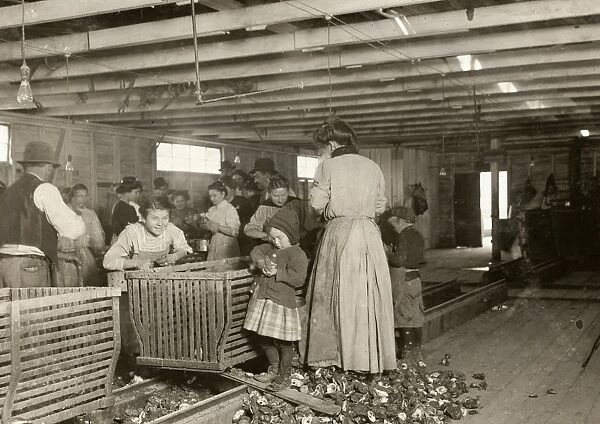 HINE: OYSTER SHUCKERS, 1911. Young boys and girls working alongside men and women