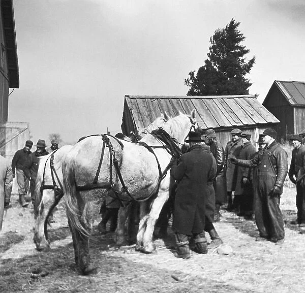 INDIANA: FARM SALE, 1937. Auctioning off a team of horses at the closing-out sale