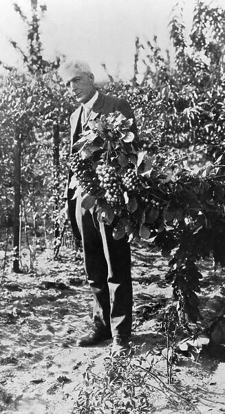 LUTHER BURBANK (1849-1926). American horticulturist. With cherry trees. Photograph