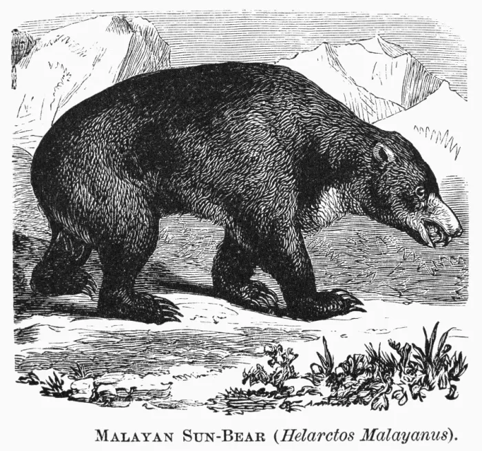 Framed Print : Malayan Sun Bear Print, Line Engraving Framed Print : Malayan Sun Bear Print, Line Engraving