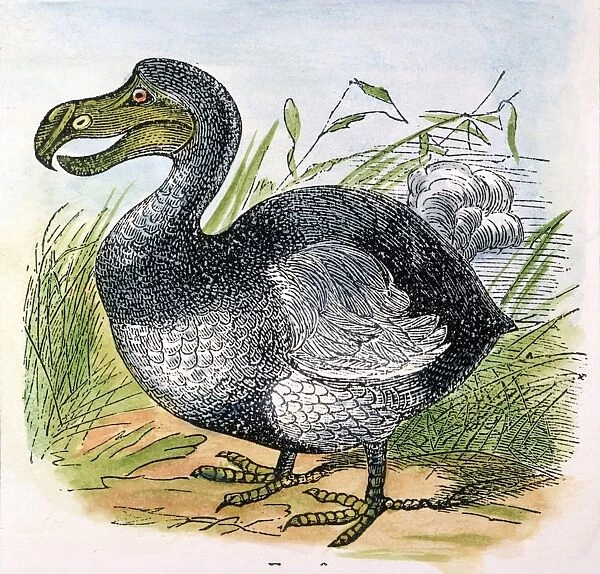 THE MAURITIUS DODO. Mauritius dodo (Raphus cucullatus). A now extinct flightless bird. Engraving, 1879
