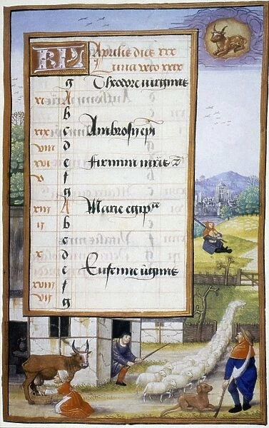 MILKING AND DRIVING SHEEP To pasture in April. Miniature from a Flemish Book of Hours