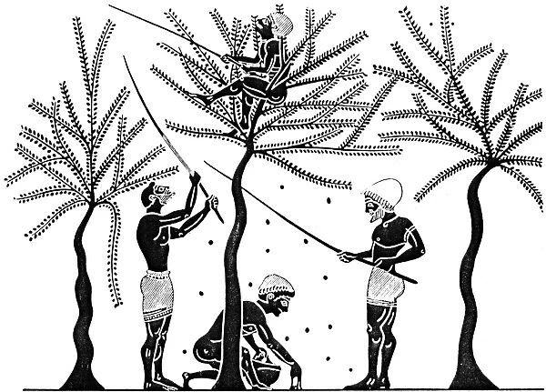 OLIVE GATHERING IN GREECE. After an Attic Black-figured amphora, c520 B. C