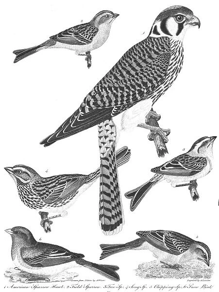 ORNITHOLOGY, 19th CENTURY. 1. American sparrow hawk 2. Field sparrow 3. Tree sparrow 4. Song sparrow 5. Chipping sparrow 6. Snow bird: line engraving from Alexander Wilsons American Ornithology, 1808-1814