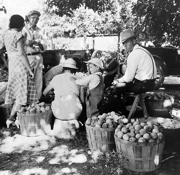 PEACH HARVEST, 1938. A Utah farm family in the orchard during peach harvest, Near Springdale