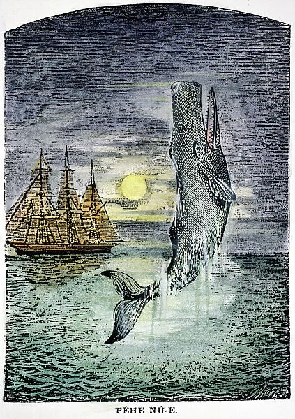 PEHE NU-E: MOBY DICK. The only known picture of Moby Dick drawn during Herman Melvilles lifetime: wood engraving, late 19th century