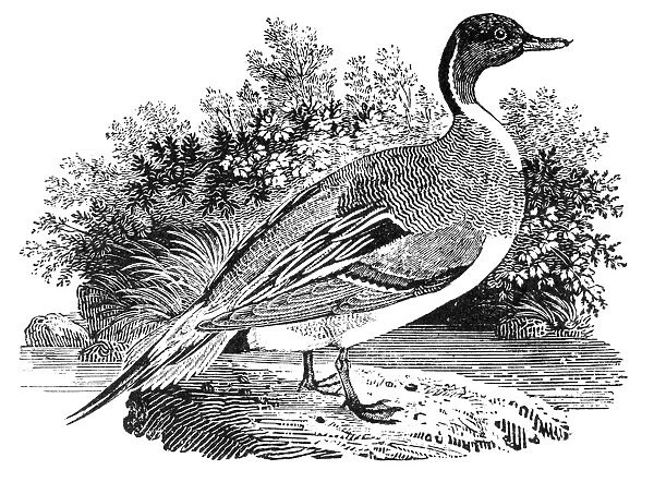 PINTAIL DUCK. Wood engraving, early 19th century