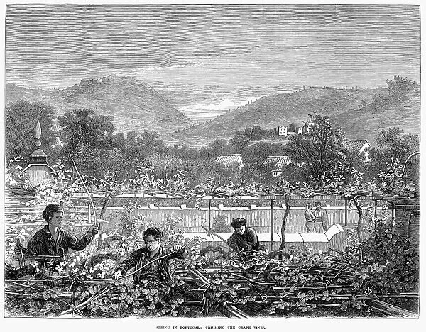 PORTUGAL: VINEYARD, 1873. Pruning grape vines in spring at a vineyard in Portugal. Line engraving, English, 1873
