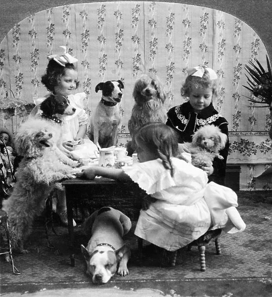 A posed studio portrait of three girls having a tea party with six dogs. Stereograph, c1906