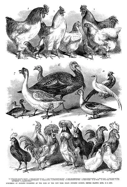 POULTRY, 1869. Specimens of poultry exhibited at the fair of the New York State Poultry Society
