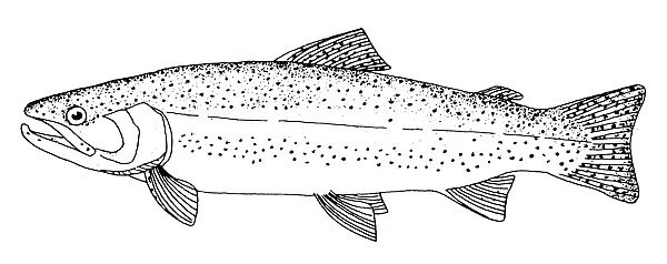 RAINBOW TROUT. Line engraving
