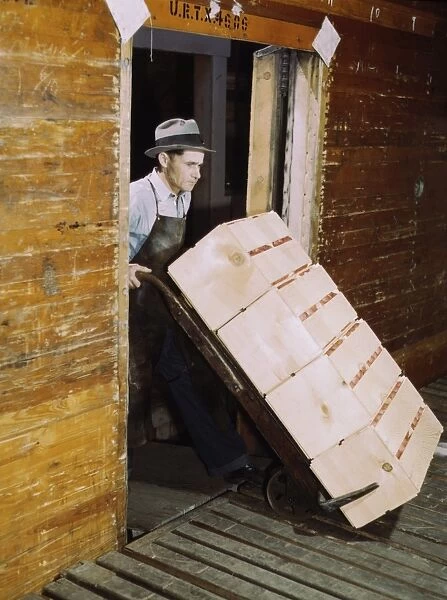 REFRIGERATOR CAR, 1943. Man loading oranges into a refrigerated railroad car at