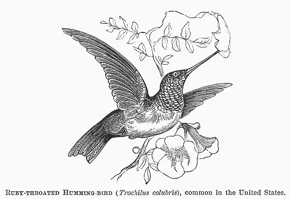 RUBY-THROATED HUMMINGBIRD. Trochilus colubris. Line engraving, 19th century