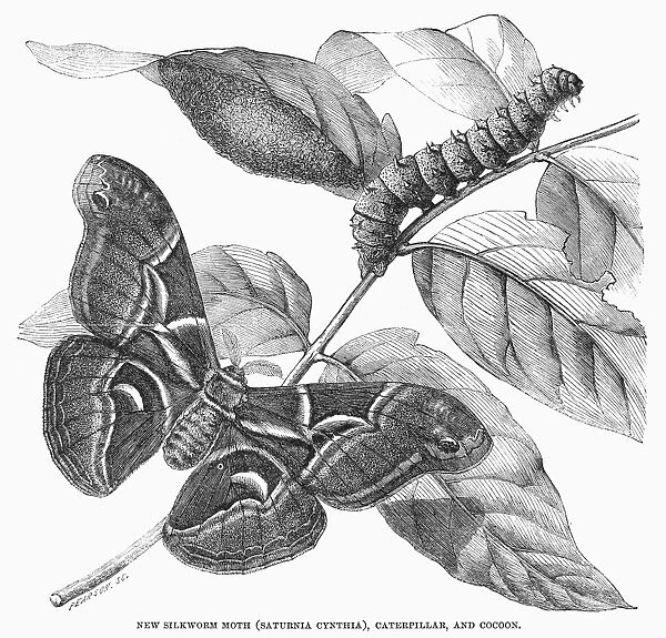 SILKWORM & MOTH. A new silkworm moth (Saturnia cynthia), caterpillar, and cocoon. Wood engraving, English, 1861