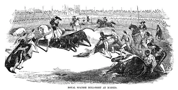 SPAIN: BULLFIGHTING, 1856. Royal Spanish bull-fight at Madrid. Engraving, 1856