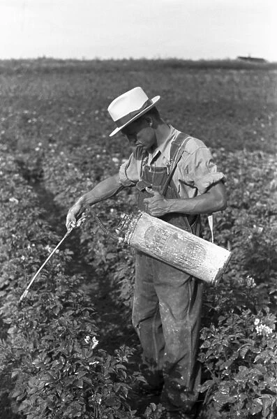 SPRAYING CROPS, 1939. Homesteader spraying potatoes with pesticide, Tygart Valley, West Virginia