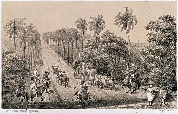 ST. CROIX: ROAD, 1863. Scene on a road lined with palm trees on the island of St