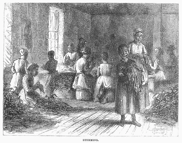 TOBACCO FACTORY, c1880. Stemming tobacco in a factory in the American South. Wood engraving, c1880