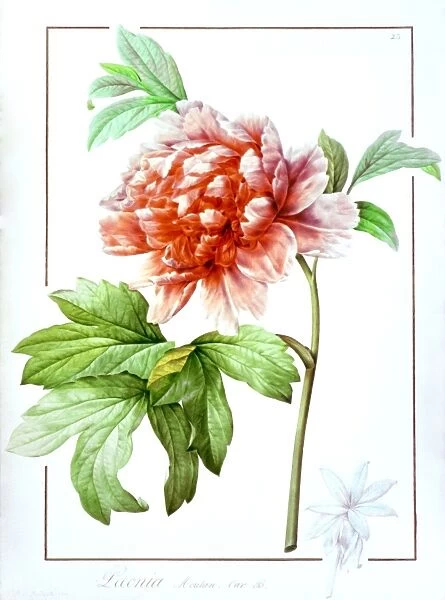 TREE PEONY (Paeonia suffruticosa). Engraving after a painting by P. J. Redoute