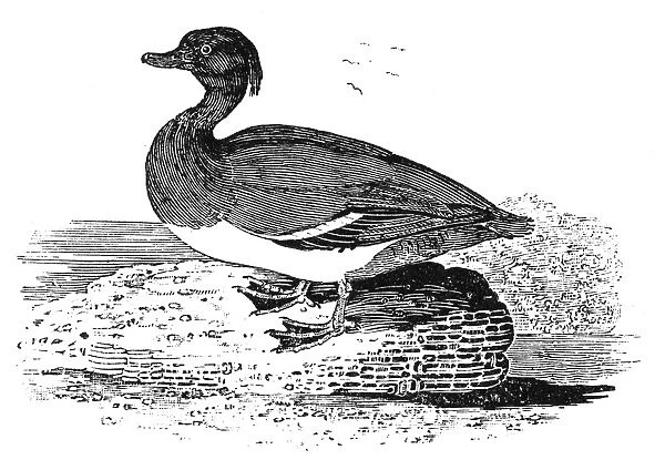 TUFTED DUCK. Wood engraving, early 19th century