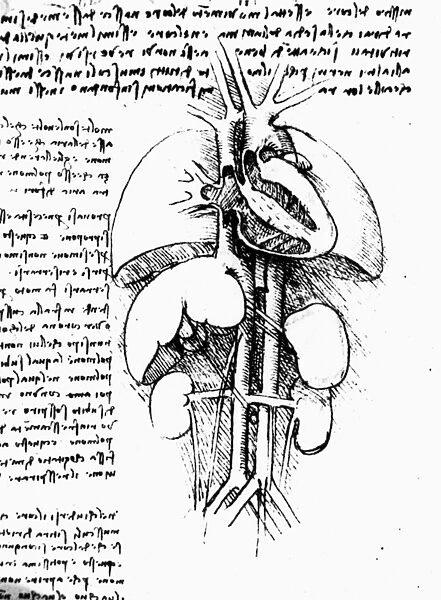 Ventricles of the heart, c1505