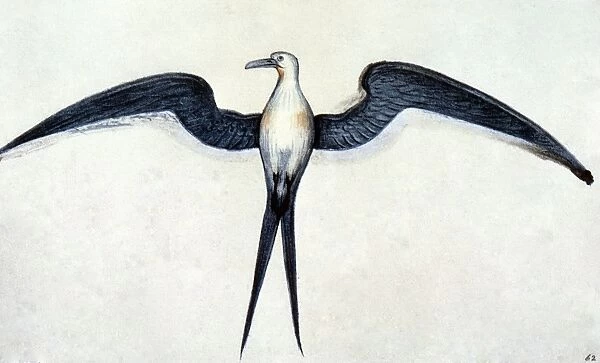 WHITE: FRIGATE BIRD. Watercolor, c1585, by John White