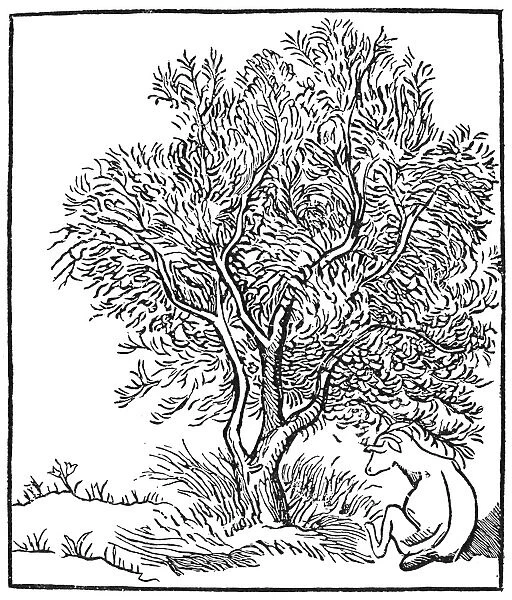 WILD OILVE TREE. Olea africana. Woodcut by Aristide Maillol, c1909, for Vergils Georgics