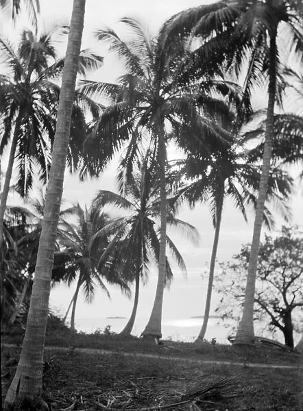 ZANZIBAR: PALM TREES. Grove of palm trees near the coast in Zanzibar. Photograph, c1936