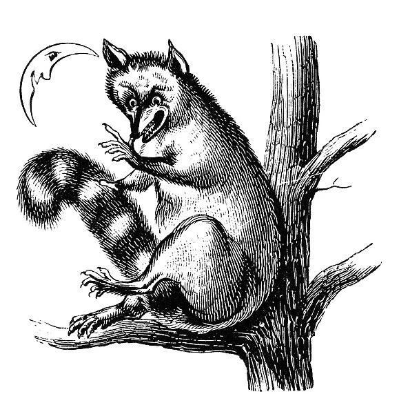 ZOOLOGY: RACCOON. A raccoon in a tree. Wood engraving, 19th century