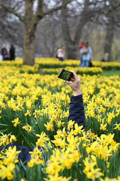 Blooming daffodils herald spring as the clocks go forward in St. James Park, London