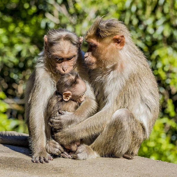 A bonnet macaque family near Udagamandalam (Ooty) in Tamil Nadu, India